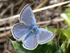 san-francisco-amerika-gezilecek-yerler-mission-blue-butterfly